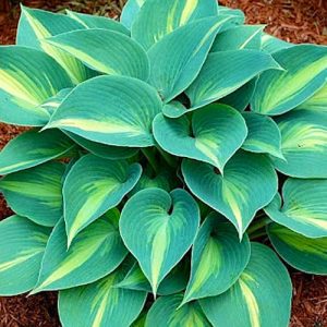 Hosta Grand Marquee - Árnyékliliom