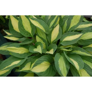 Hosta Gypsy Rose