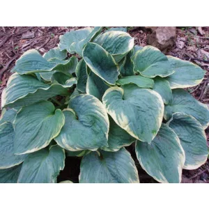 Hosta Hippodrome - Árnyékliliom