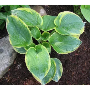 Hosta His Honor - Árnyékliliom