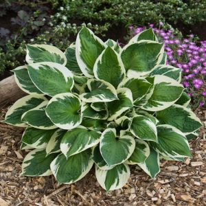 Hosta Karin - Árnyékliliom