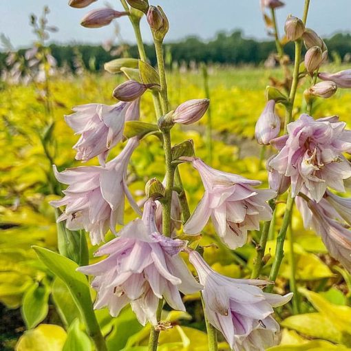 Hosta Ki Ren Jyaku - Árnyékliliom