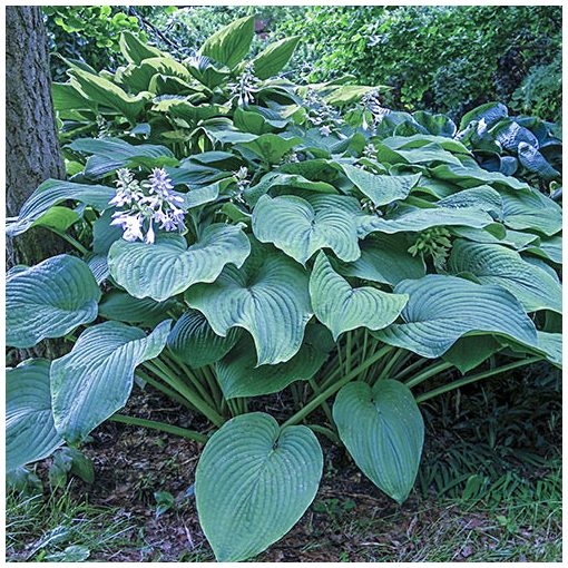 Hosta King Size - Árnyékliliom