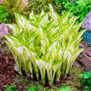 Hosta Kiwi Spearmint - Árnyékliliom