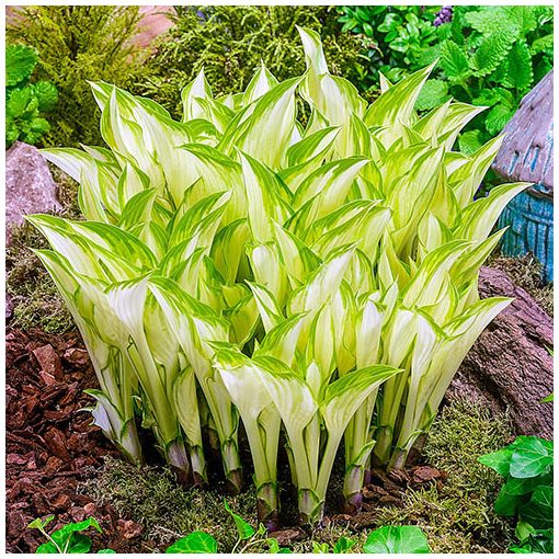 Hosta Kiwi Spearmint - Árnyékliliom