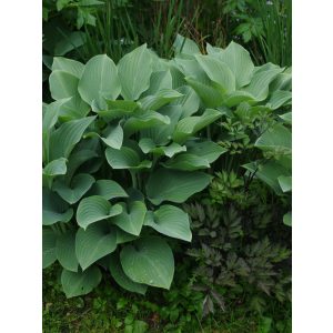 Hosta Krossa Regal - Árnyékliliom