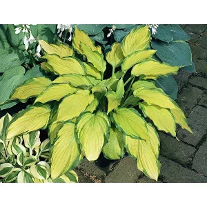 Hosta Lady Guineverre - Árnyékliliom