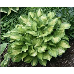 Hosta Lakeside Banana Bay - Árnyékliliom