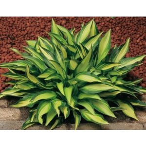 Hosta Lakeside Little Tuft - Árnyékliliom