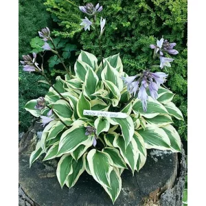 Hosta Lakeside Spruce Goose