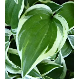 Hosta Lakeside Zwinger - Árnyékliliom