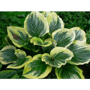 Hosta Liberty - Árnyékliliom