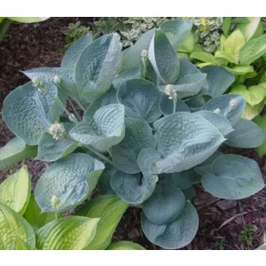 Hosta Love Pat - Árnyékliliom