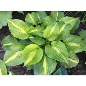 Hosta Mango Tango - Árnyékliliom