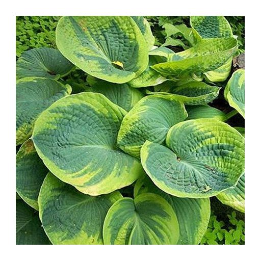 Hosta Maple Leaf - Árnyékliliom