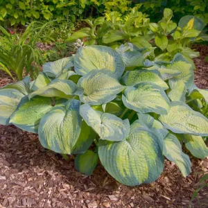 Hosta Margies Angel - Árnyékliliom