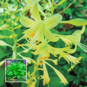 Hosta Miracle Lemony - Árnyékliliom