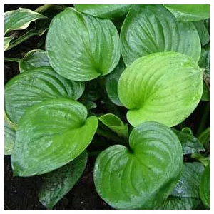 Hosta Mojito - Árnyékliliom