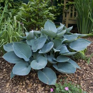Hosta Moody Blues - Árnyékliliom