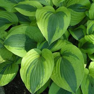 Hosta Moon Split - Árnyékliliom