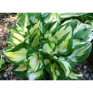 Hosta Morning Lights - Árnyékliliom