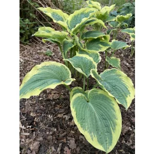 Hosta Northern Exposure - Árnyékliliom