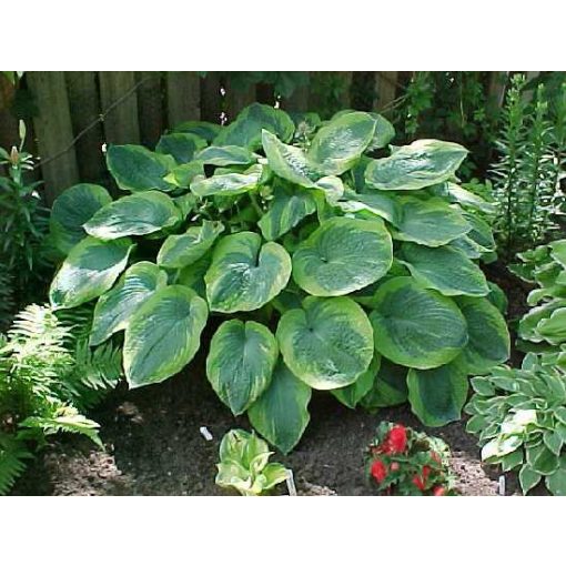 Hosta Olive Bailey Langdon - Árnyékliliom