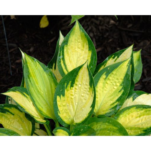 Hosta Orange Marmalade - Árnyékliliom