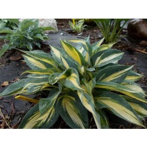 Hosta Party Popper - Árnyékliliom