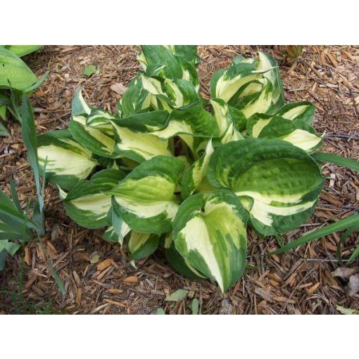 Hosta Pathfinder - Árnyékliliom