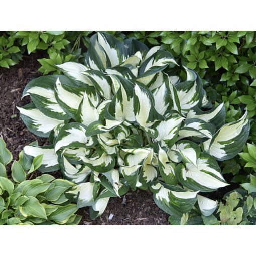 Hosta Paul Revere - Árnyékliliom