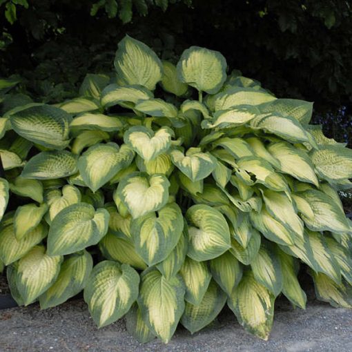 Hosta Pauls Glory - Árnyékliliom