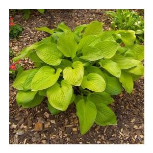 Hosta Post-It - Árnyékliliom