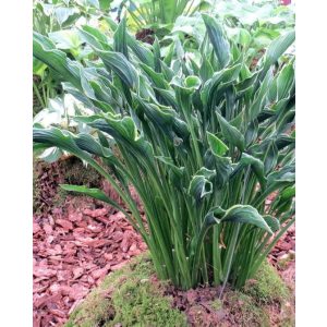 Hosta Praying Hands - Árnyékliliom