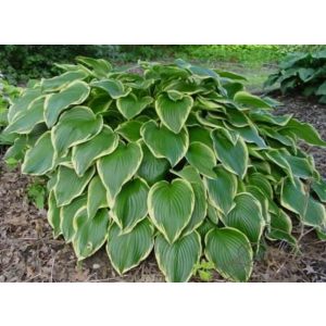 Hosta Prima Donna - Árnyékliliom