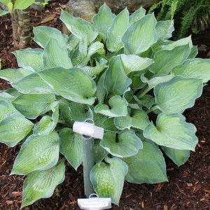 Hosta Punky - Árnyékliliom