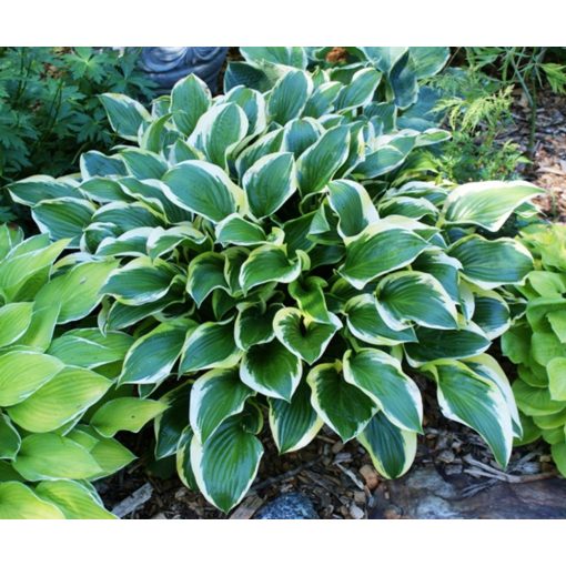 Hosta Queen Josephine - Árnyékliliom