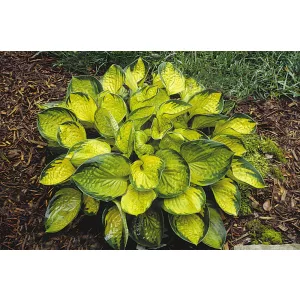 Hosta Rainforest Sunrise - Árnyékliliom