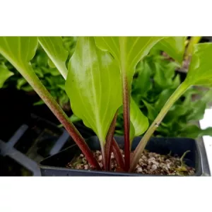 Hosta Red Stepper - Árnyékliliom