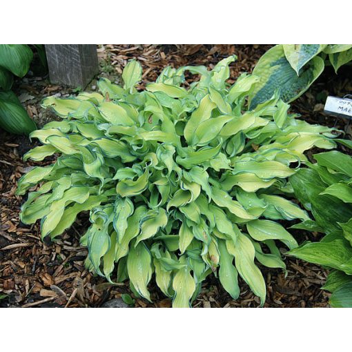 Hosta Ripple Effect - Árnyékliliom