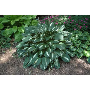 Hosta Risky Business - Árnyékliliom