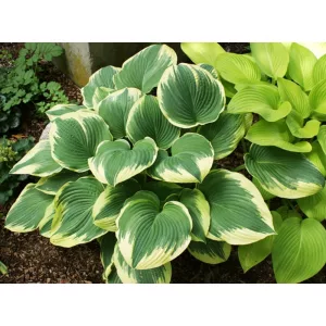 Hosta Robert Frost - Árnyékliliom