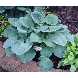 Hosta Rock of Gibraltar - Árnyékliliom