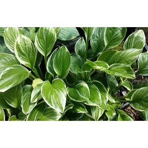 Hosta Royal Charmer - Árnyékliliom