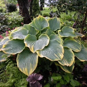 Hosta Sagae - Árnyékliliom