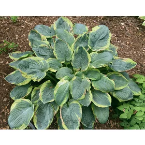 Hosta Samurai - Árnyékliliom