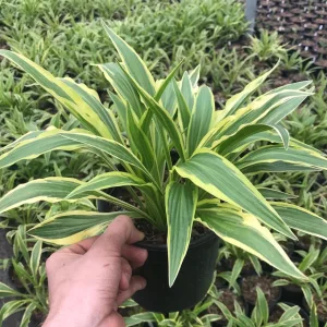 Hosta Sandhill Crane - Árnyékliliom
