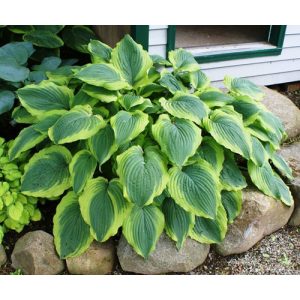 Hosta Satisfaction - Árnyékliliom