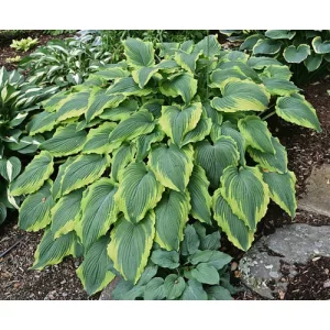 Hosta Spartacus - Árnyékliliom