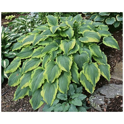 Hosta Spartacus - Árnyékliliom